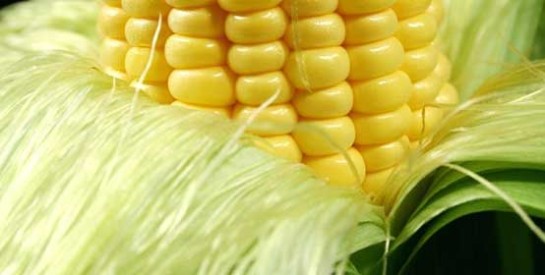 Les avantages de la soie de maïs?