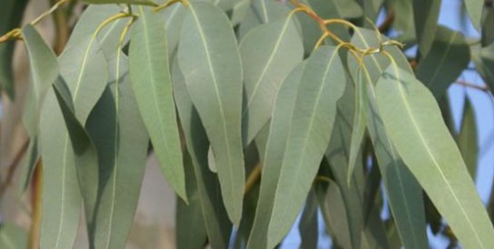 Ses bienfaits sur la santé : l'eucalyptus