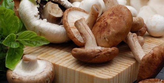 Le champignon, un aliment très savoureux et plein de bonnes choses