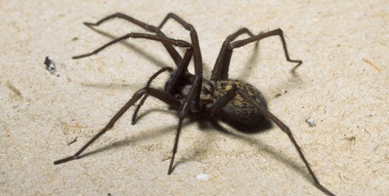 AVC : et si le venin d'araignée évitait les séquelles ?