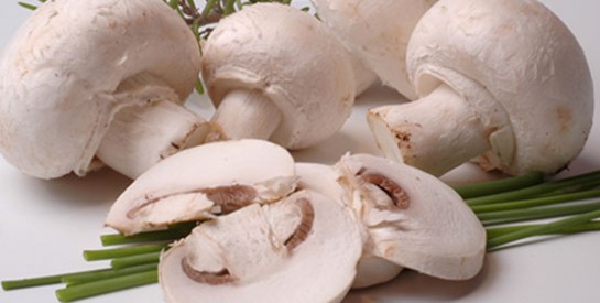 Le champignon, un trésor pour notre santé