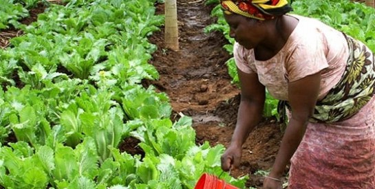 Marrakech accueille la conférence ``Femmes et Agriculture en Afrique ``