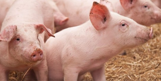 Peste porcine en Côte d`Ivoire : le gouvernement interdit la consommation et la vente de porcs