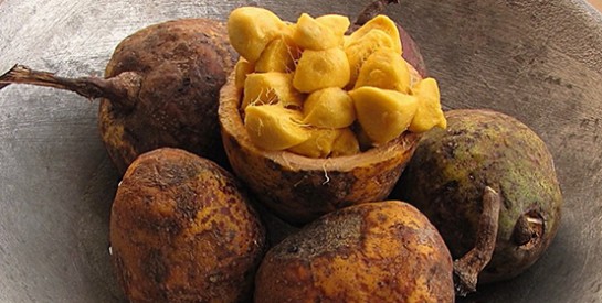 Le saba senegalensis madd, un fruit tropical aux mille et une vertus