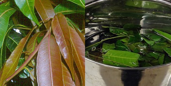 Comment soigner le diabète avec les feuilles de manguier
