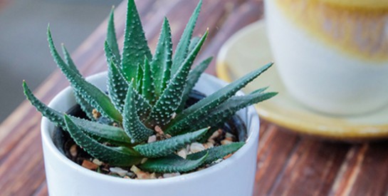 L`Aloe vera, une plante porte-bonheur