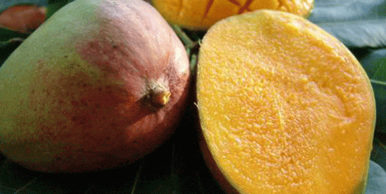 La mangue, le fruit béni pour l’épiderme