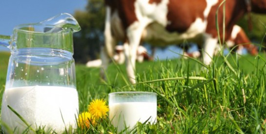 Vache, brebis, chèvre: tous les laits se valent-ils?