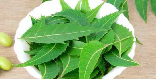Les feuilles de neem pour une  pousse plus rapide des cheveux
