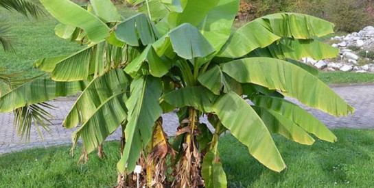 Comment éliminer les pellicules avec les feuilles de bananier ?
