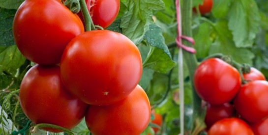La tomate : elle devient votre alliée beauté