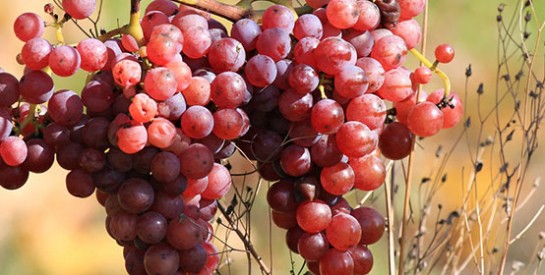 Les raisins permettent d’améliorer l’orgasme