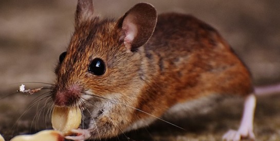 Voici comment vous débarrasser naturellement des souris de vos maisons