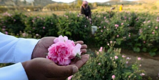 En Arabie saoudite, une ville fleurie de roses au milieu du désert