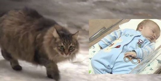 Un bébé sauvé du froid par un chat en Russie