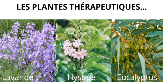 Des plantes qui réduisent les crises d'asthme