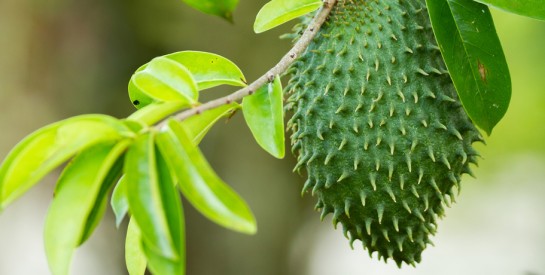 Les feuilles de corosol : excellentes pour la pousse et la protection des cheveux