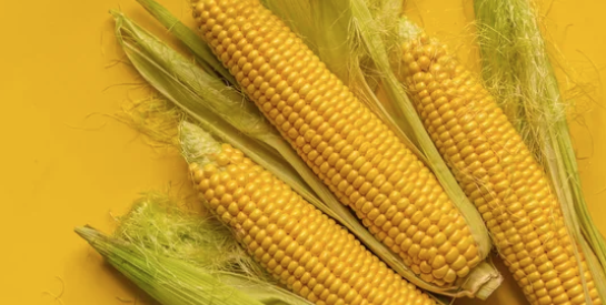 Le maïs, un allié santé insoupçonné : découvrez tous ses bienfaits !