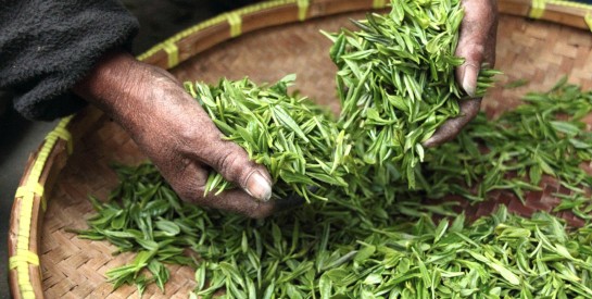 Le thé vert : un ingrédient naturel pour favoriser la pousse des cheveux