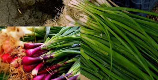 Les Bienfaits de la Ciboulette : Une Plante Aromatique aux Vertus Multiples