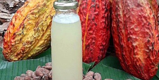 Le jus de cacao est-il une boisson alcoolisée?