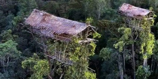 Les tribus Korowai de Papouasie, ce peuple des arbres!