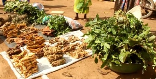 Côte d'Ivoire: les plantes médicinales, un recours quand le porte-monnaie est vide