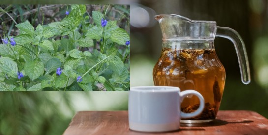 La verveine bleue, une option naturelle et efficace pour améliorer la digestion