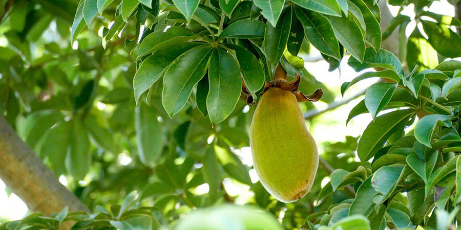 Les feuilles de baobab : un trésor naturel aux multiples bienfaits