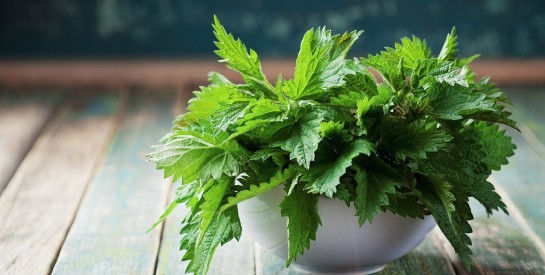 20 Herbes pour Renforcer la Pousse de Vos Cheveux Naturellement