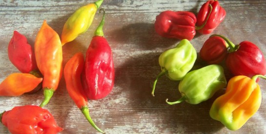 Le Piment : Un Brûle-Graisse Efficace pour Maigrir