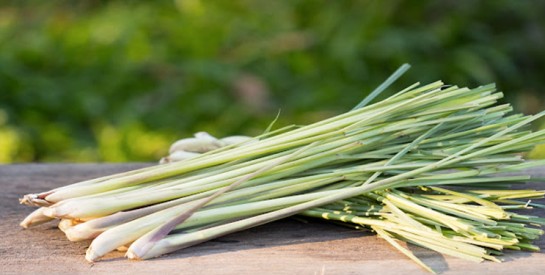 La Citronnelle : Une plante incontournable pour renforcer la santé, embellir la peau et les cheveux