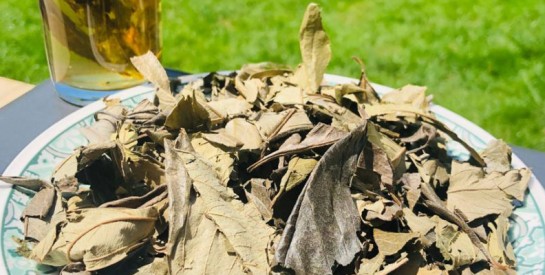 Kinkeliba, la plante miracle pour purifier le foie