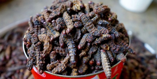 Les chenilles, petites mais puissantes dans nos plats