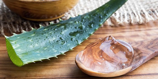 Cheveux secs, peau irritée ? L’aloe vera a la solution