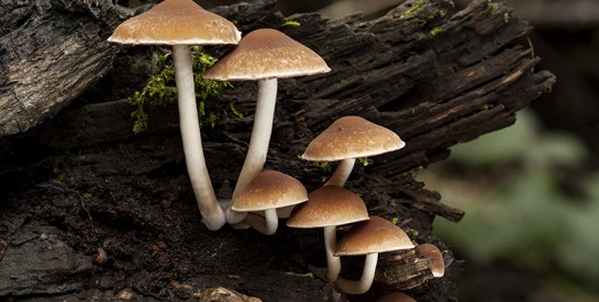 Le champignon: Un ingrédient local au goût unique et aux nombreuses vertus