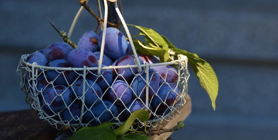 Raisin et santé osseuse : un duo gagnant pour vos articulations