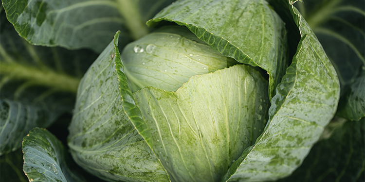 Pourquoi le chou mérite une place de choix dans votre alimentation ?
