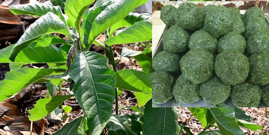 Feuilles de ndolè : un allié naturel pour apaiser la fatigue, calmer la fièvre légère et stimuler l’appétit