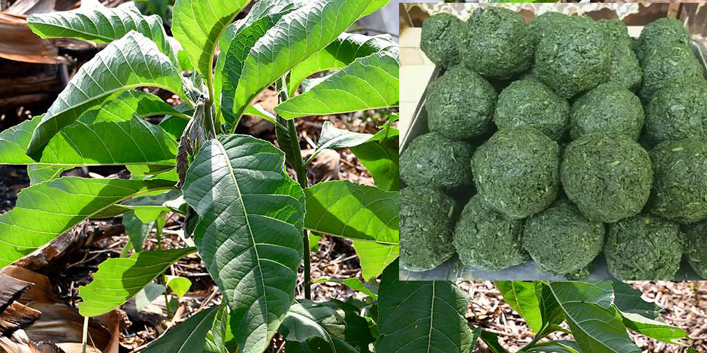 Feuilles de ndolè : un allié naturel pour apaiser la fatigue, calmer la fièvre légère et stimuler l’appétit