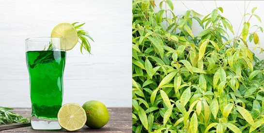 La verveine : une plante aux vertus apaisantes pour le corps et l’esprit