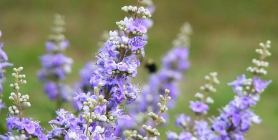 ces plantes africaines qui accompagnent la fertilité féminine
