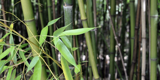 Bambou : cette plante qui pourrait contribuer au confort des articulations