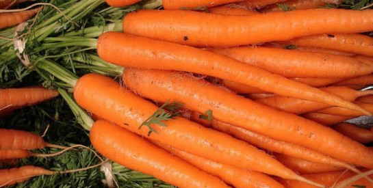 Manger des carottes crues pour se couper l’appétit