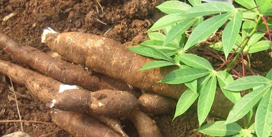 Les feuilles de manioc, riche en vitamine A et C