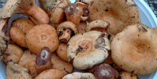Les atouts santé des champignons