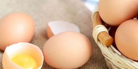 Bientôt des pansements à base de coquilles d`œufs ?