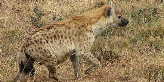 Un adolescent défiguré par une hyène en Afrique du Sud