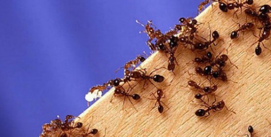 Astuces miracles pour se débarrasser des fourmis
