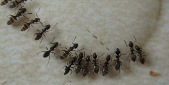Des fourmis vous envahissent? Voici des remèdes pour les éliminer